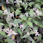 Persicaria campanulata Flower