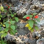 Kohleria spicata List