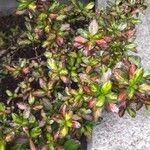 Coprosma repens Lapas