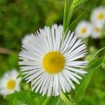 Erigeron annuus Blomma