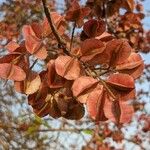 Combretum apiculatum Fruit