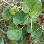 Calystegia soldanella Leaf