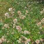 Abelia chinensis عادت داشتن