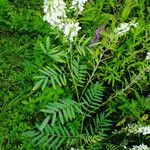 Galega officinalis Leaf