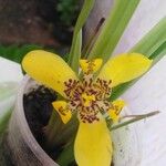 Trimezia martinicensis 花