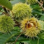 Castanea crenata 果實