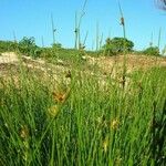 Cyperus laevigatus Hábito