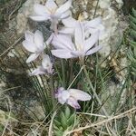 Crocus cambessedesii Характер