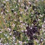 Erica galioides Flor