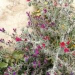 Echium angustifolium Flower