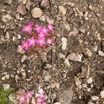 Pistorinia hispanica Flower