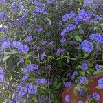 Lycianthes rantonnetii Blüte