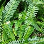 Blechnum spicant Hostoa