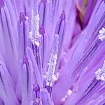 Cynara humilis Blomst