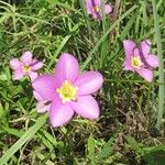 Sabatia campestris Virág