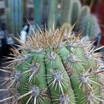 Weberbauerocereus weberbaueri 其他