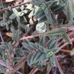 Helianthemum cinereum Leaf