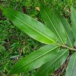 Heliconia longiflora Leaf