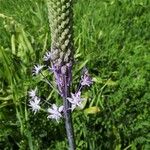 Scilla hyacinthoides Flors