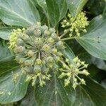 Hedera helix Gyümölcs