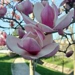 Magnolia × soulangeana Květ