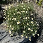 Argyranthemum haouarytheum Flower