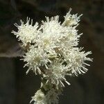 Ageratina paupercula Λουλούδι