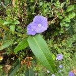 Jacquemontia pentanthos 花