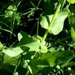 Cerinthe glabra Hoja