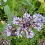 Phacelia tanacetifoliaBlüte