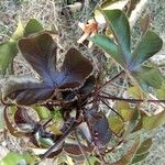 Jatropha gossypiifolia Blad