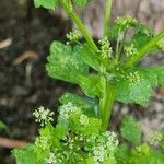 Apium graveolens Leaf