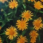 Buphthalmum salicifolium Flor