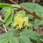 Lonicera acuminata Flower