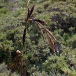 Carex haematostoma Plod