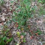 Rubus argutusFruit