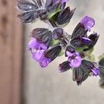 Salvia verbenaca Blüte