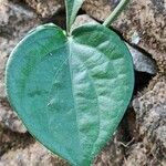 Piper nigrum Leaf