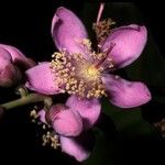 Mahurea palustris Flor