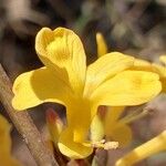 Barleria lupulina Blomma