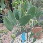 Simmondsia chinensis Φύλλο