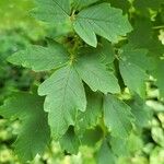 Acer griseum Φύλλο