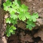 Geranium aculeolatum Leaf