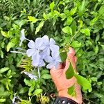 Plumbago auriculataКвітка