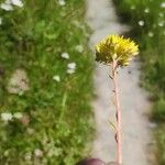 Petrosedum montanum Blüte