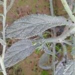 Heliotropium bacciferum Hoja