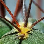 Gymnocalycium pflanzii Blatt