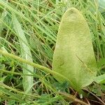 Ophioglossum vulgatum Leaf