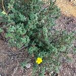 Helianthemum hirtum Habitus