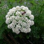 Oenanthe crocata 花